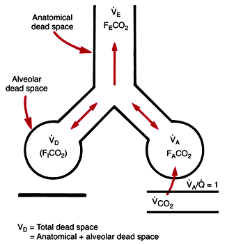 alveolar dead space ventilation